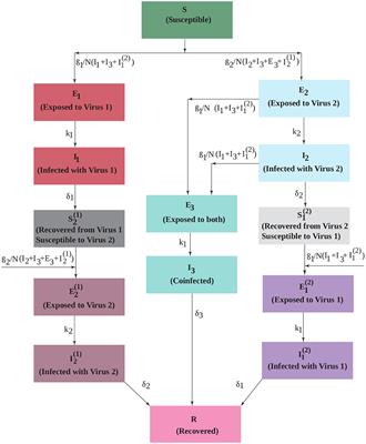 Epidemiological Consequences of Viral Interference: A Mathematical Modeling Study of Two Interacting Viruses